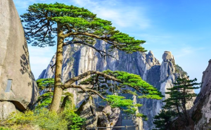 The most famous tree in China • China Admissions